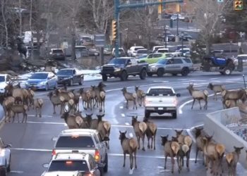 Traffic Jam? More Like an Elk Parade as Herd Casually Blocks Colorado Road